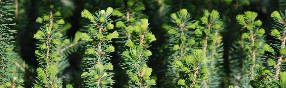 Norway Spruce seedlings