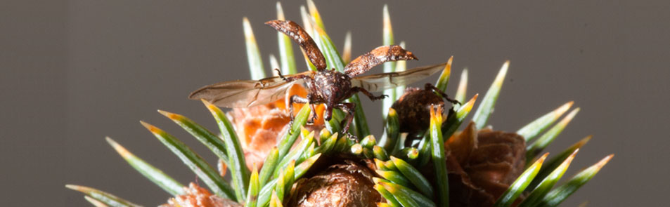 Weevil flying from the tip of spruce branch