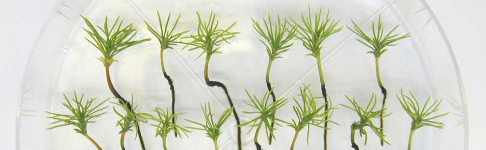 Young spruce seedlings