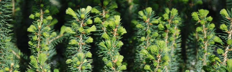 Jeunes plants d’épinette de Norvège